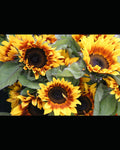 A close-up view of vibrant sunflowers with yellow petals, reddish-brown rings around dark brown centers, and green leaves against a dark background.