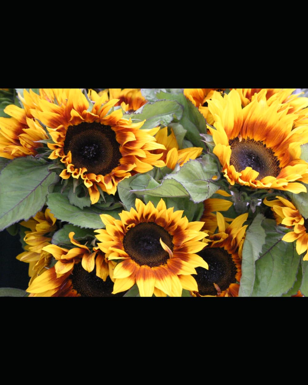 A close-up view of vibrant sunflowers with yellow petals, reddish-brown rings around dark brown centers, and green leaves against a dark background.